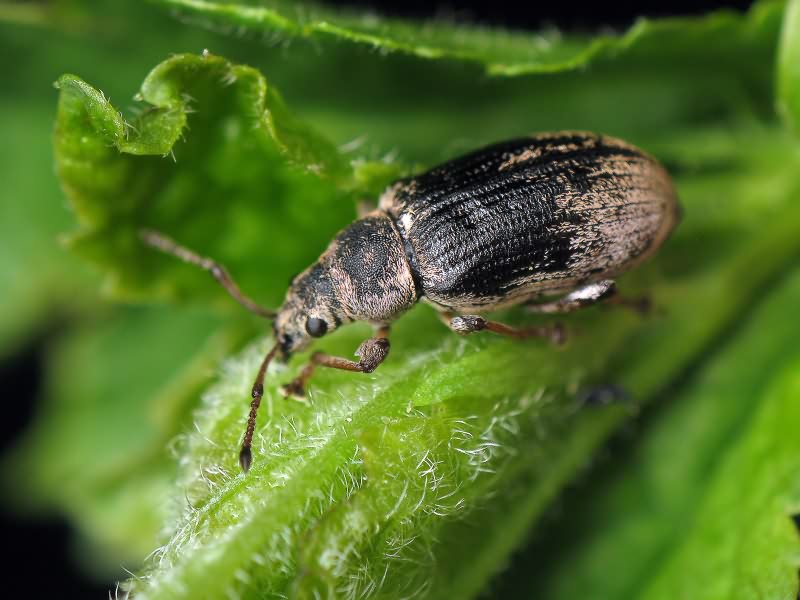 Phyllobius pyri (Linnaeus, 1758)